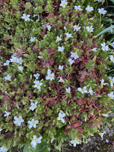 AvrilFleurs