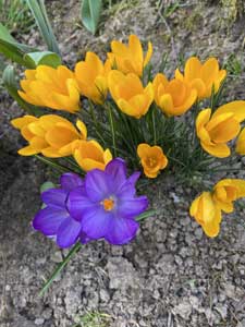crocusmars