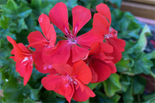 Pelargonium