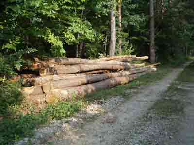 bois en foret