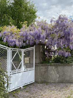 GlycineGraandRue