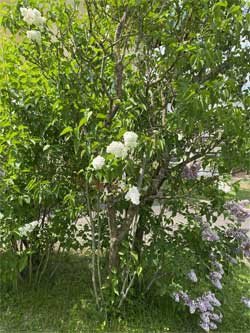 Juin2025JuinLilas